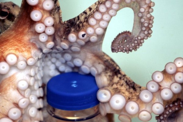 Kraken com darknet