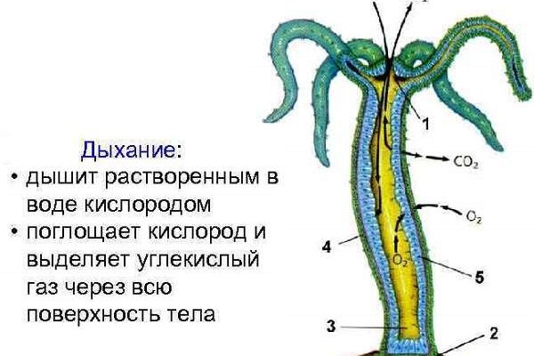 Кракен нар