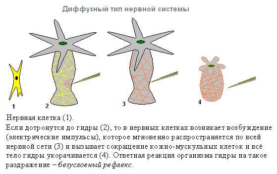 Кракен зеркало прокатис